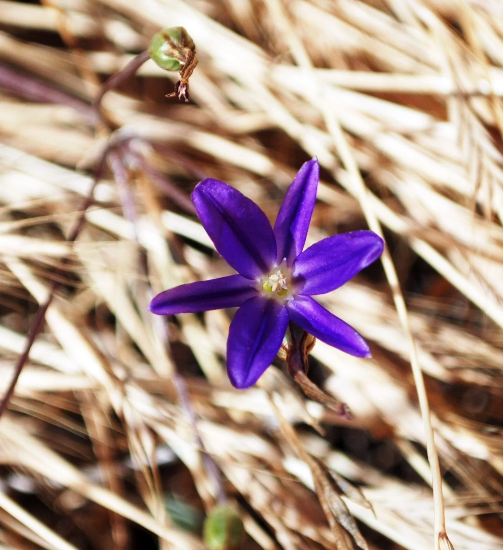 Lloyd's Antiques シャンデリアパープル＆クリアビーズ Rare Plant Numbers Up — Friends of Los Peñasquitos Canyon Preserve